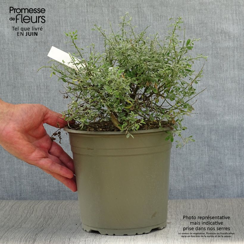 Esimerkki kesällä toimitetusta Vihma Phebus Pot de 4L/5L-taimesta