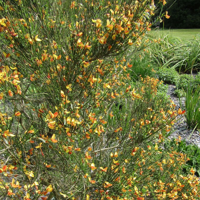 Jänönvihma Apricot Gem (Kukinta)