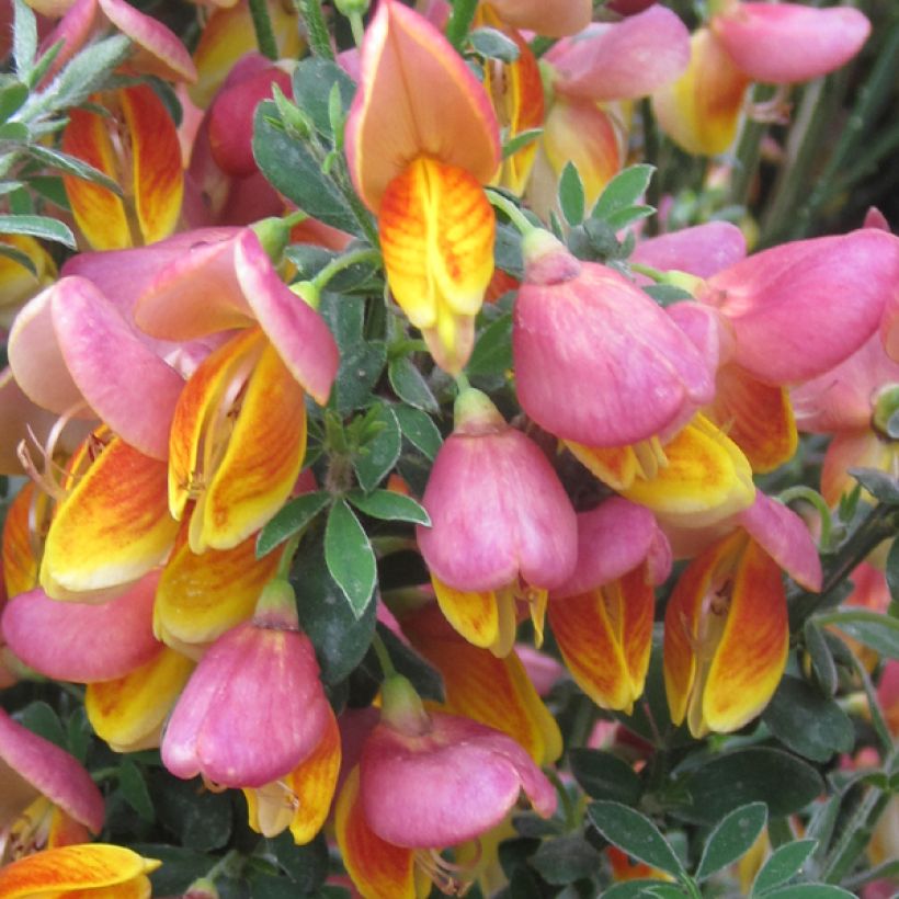Jänönvihma La Coquette (Kukinta)