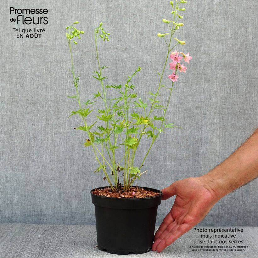 Esimerkki kesällä toimitetusta Ritarinkannus Pink Sensation Ruukku 2L / 3L-taimesta