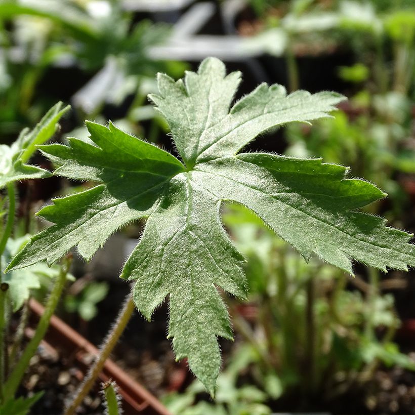 Ritarinkannus Highlander Sweet Sensation (Lehvistö)
