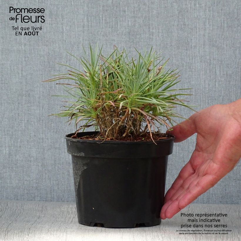 Esimerkki kesällä toimitetusta Sulkaneilikka Cranmere Pool Pot de 2L/3L-taimesta