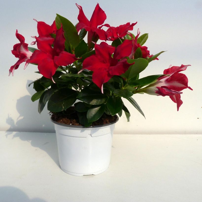 Maljaköynnös Diamantina Jade Red (Kukinta)