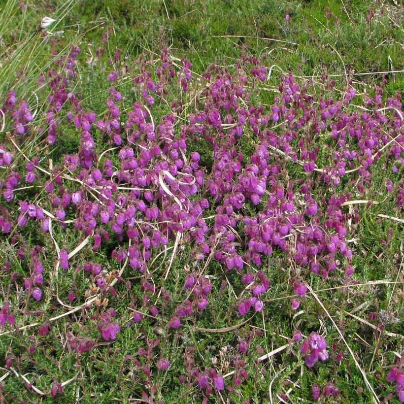 Irlanninnummikanerva - Daboecia cantabrica (Kasvutapa)