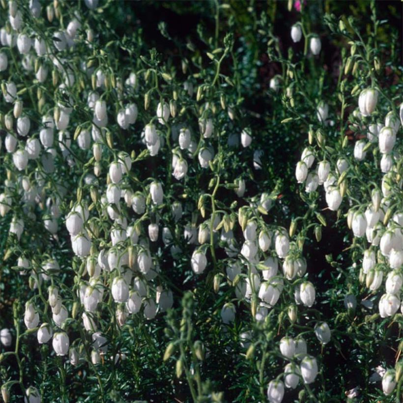 Irlanninnummikanerva Alba (Kukinta)
