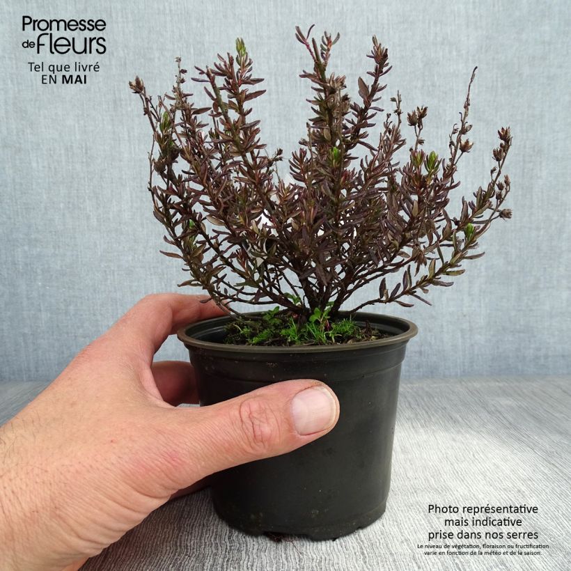 Esimerkki keväällä toimitetusta Irlanninnummikanerva - Daboecia cantabrica Ruukku 12 cm / 13 cm-taimesta