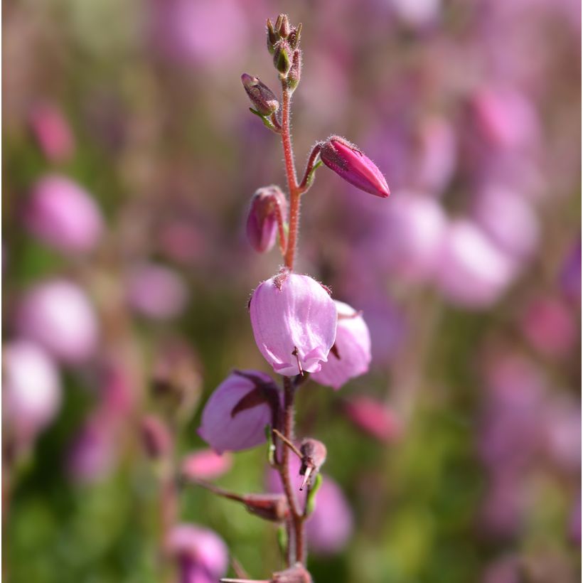 Irlanninnummikanerva Globosa Pink (Kukinta)