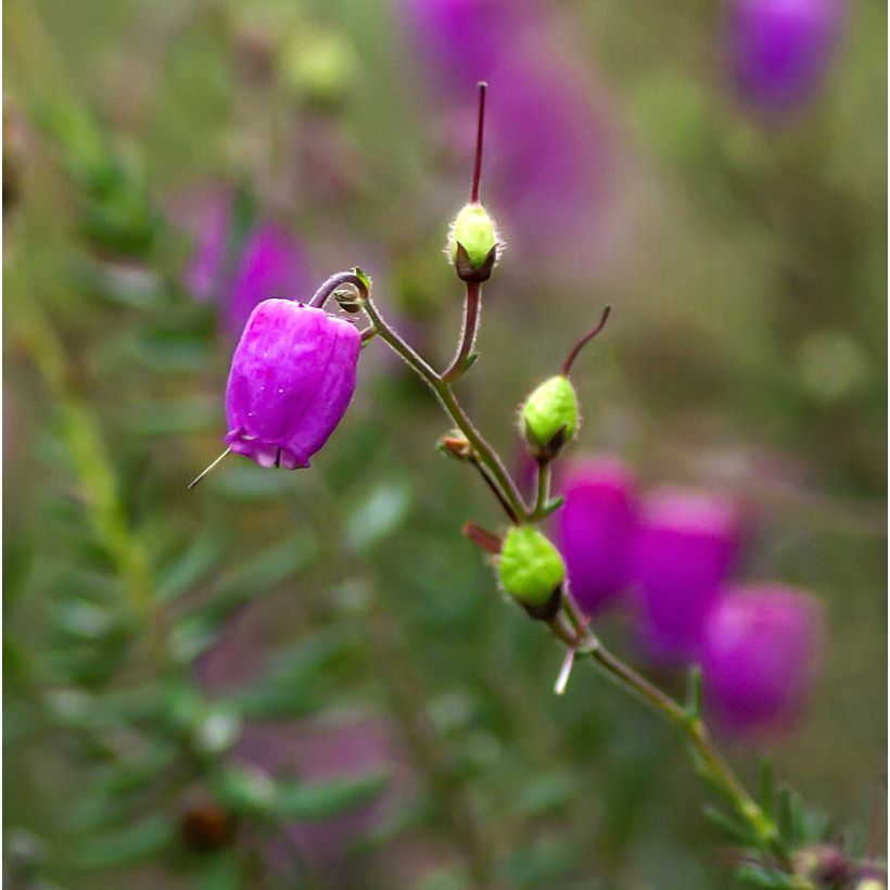 Irlanninnummikanerva Purpurea (Kukinta)