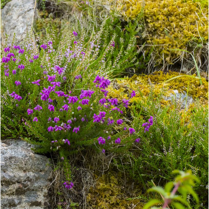 Irlanninnummikanerva Purpurea (Kasvutapa)