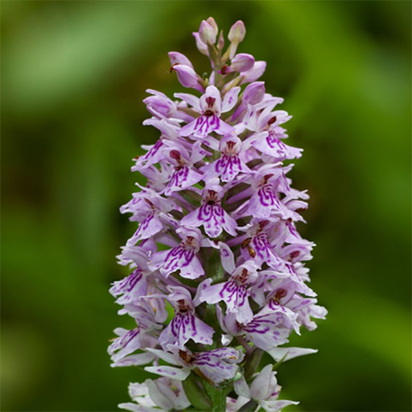 Liuskakämmekkä - Dactylorhiza fuchsii (Kukinta)