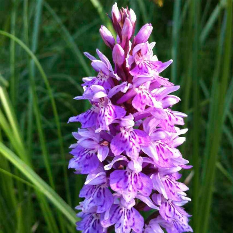 Maariankämmekkä - Dactylorhiza maculata (Kukinta)
