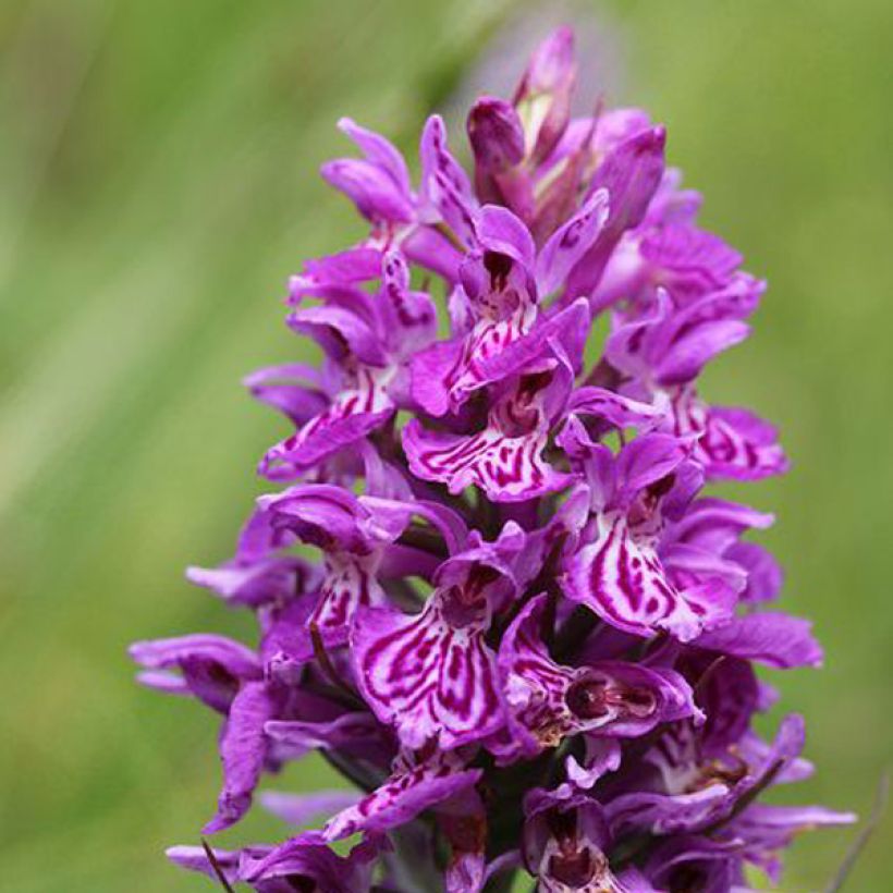 Toukokämmekkä - Dactylorhiza majalis (Kukinta)