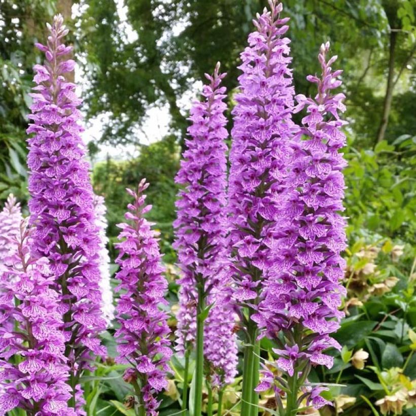 Englanninkämmekkä - Dactylorhiza praetermissa (Kukinta)