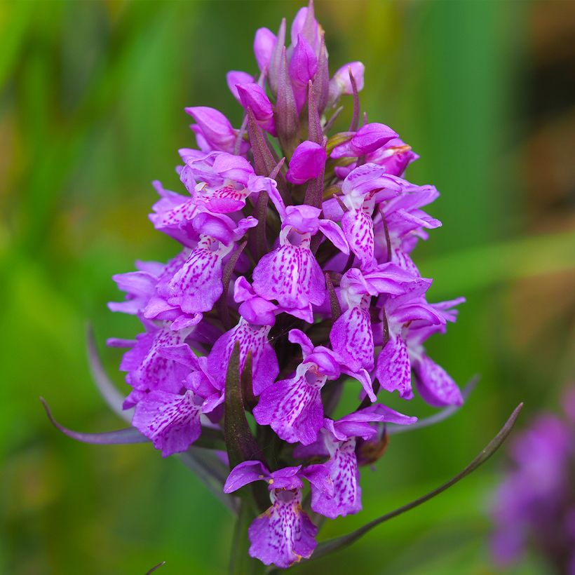 Viherhurmekämmekkä - Dactylorhiza purpurella (Kukinta)