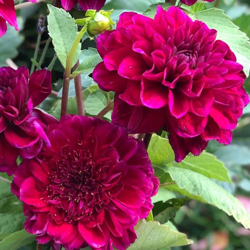 Vuokkodaalia Purple Bouquet (Kukinta)
