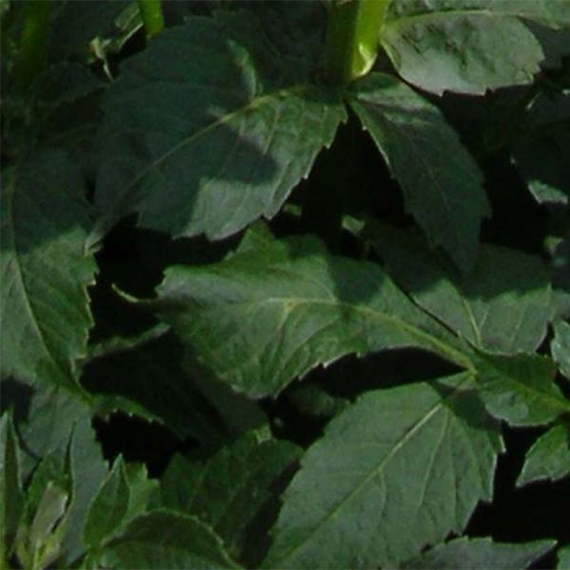 Vuokkodaalia Platinum Blonde (Lehvistö)