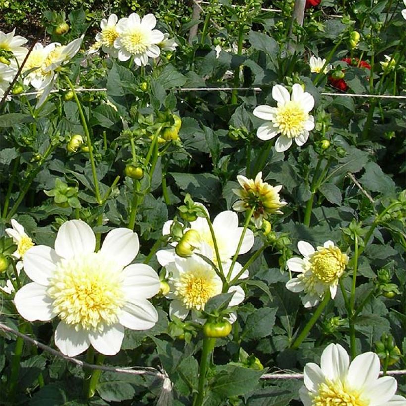 Vuokkodaalia Platinum Blonde (Kukinta)