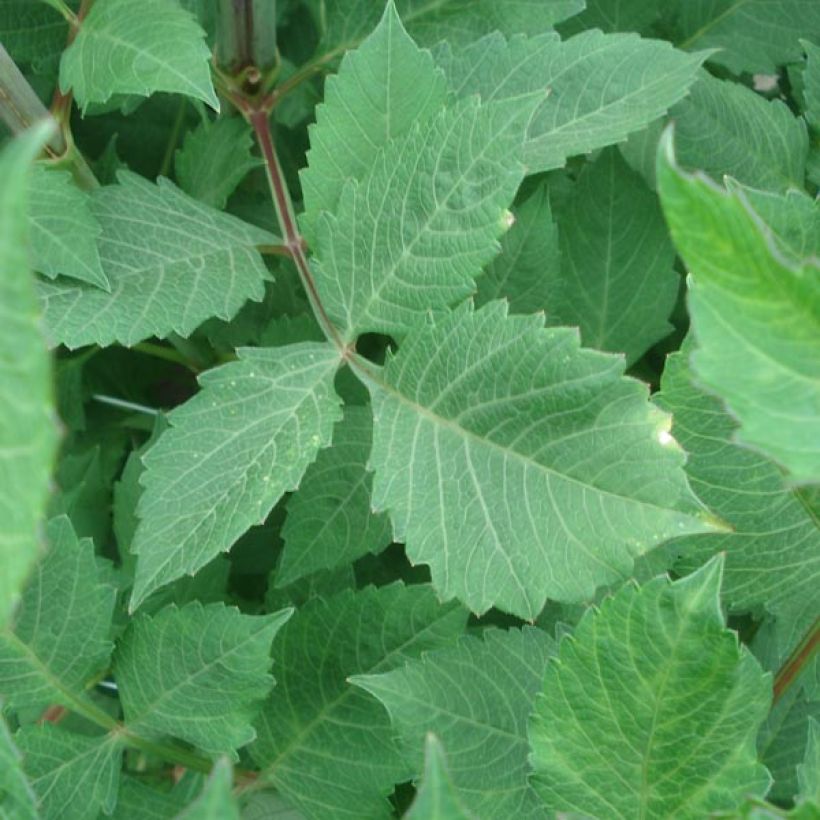 Koristedaalia Anne Cornelia (Lehvistö)