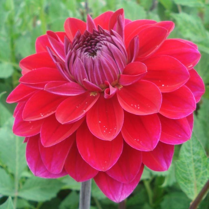Koristedaalia Anne Cornelia (Kukinta)