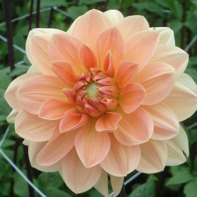 Kameliadaalia Apricot Desire (Kukinta)