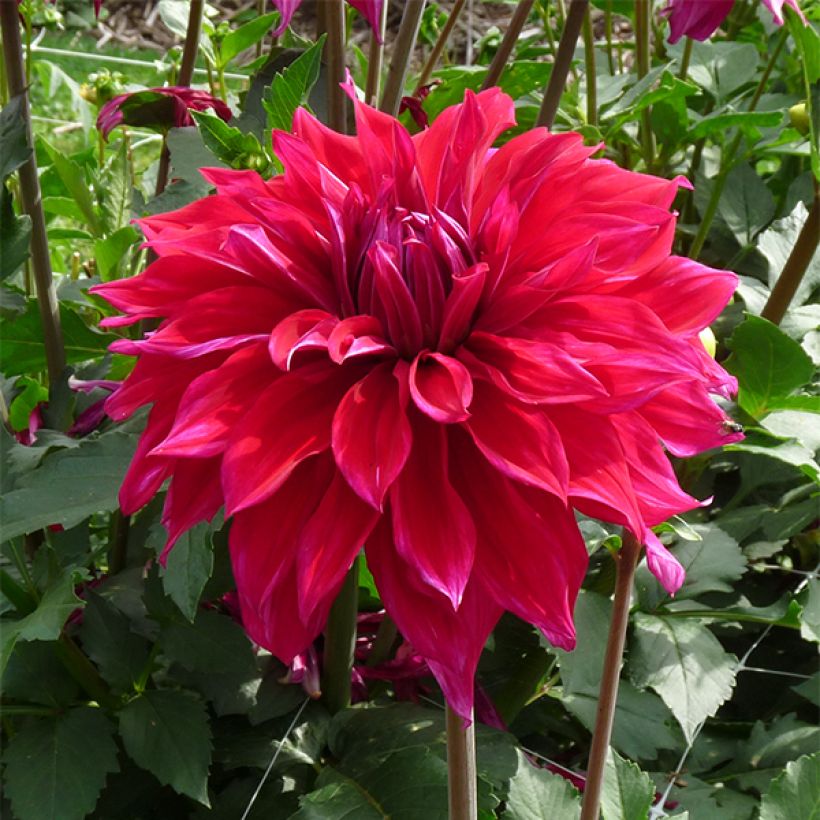 Koristedaalia Babylon purppura (Kukinta)