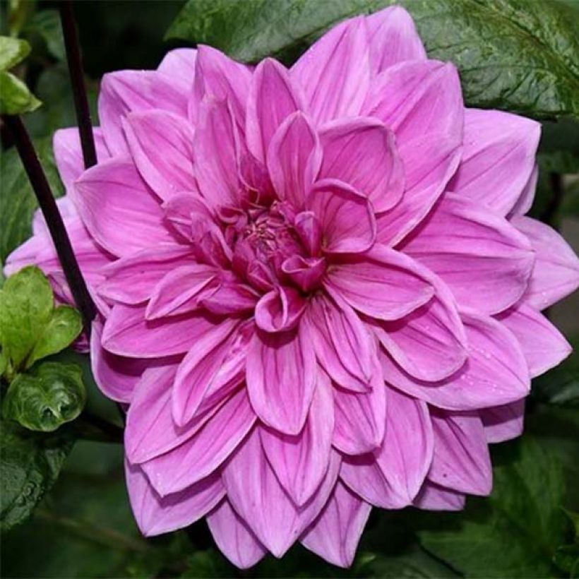 Koristedaalia Babylon Rose (Kukinta)
