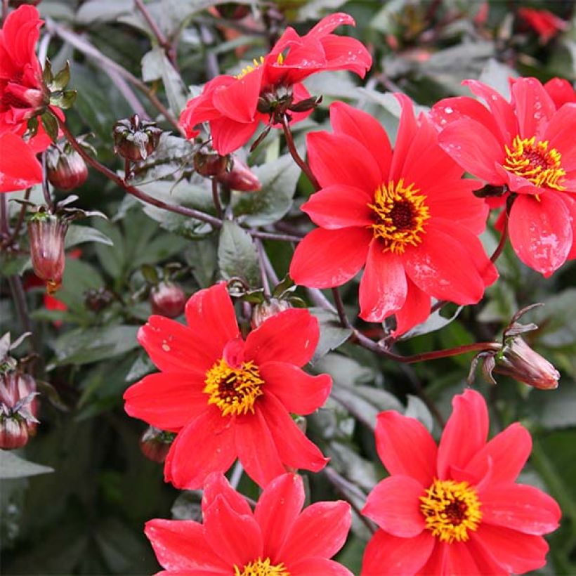 Maisemadaalia Bishop of Lancaster (Flowering)