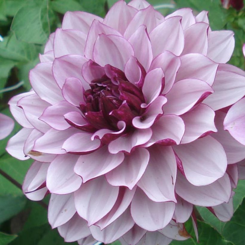 Koristedaalia Creme de Cassis (Kukinta)