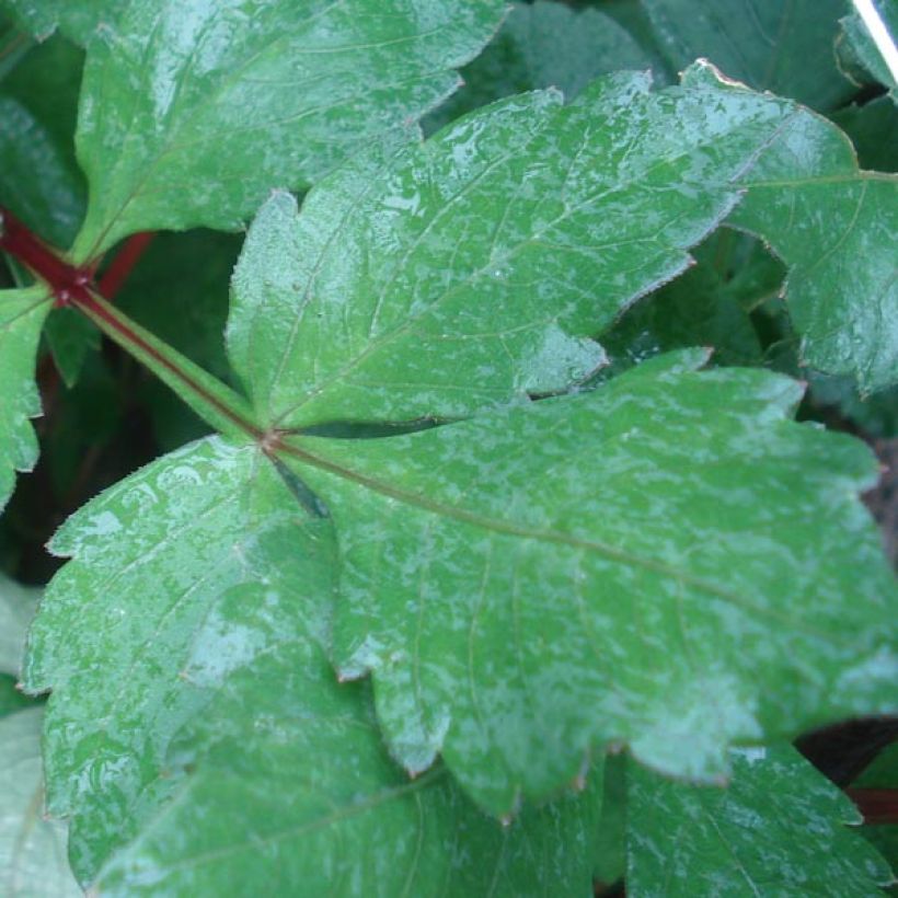 Koristedaalia Daisy Duke (Lehvistö)