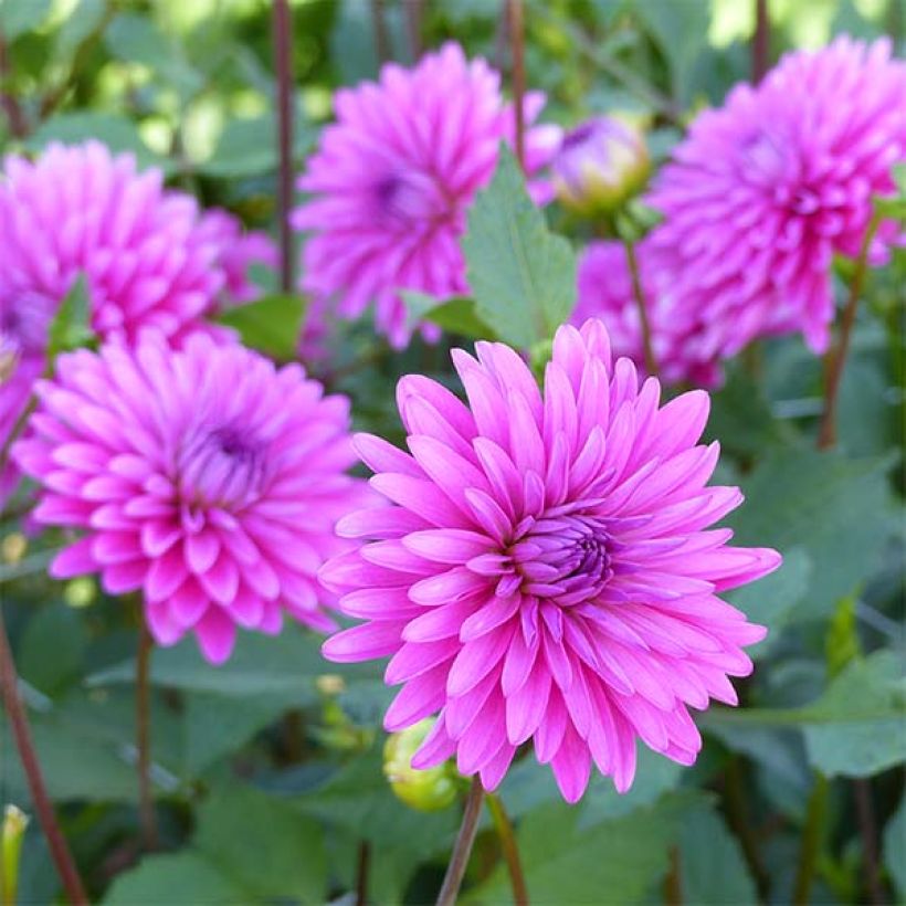Koristedaalia Gerbera (Kukinta)