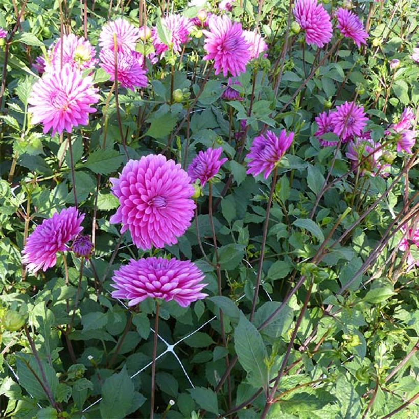 Koristedaalia Gerbera (Kasvutapa)
