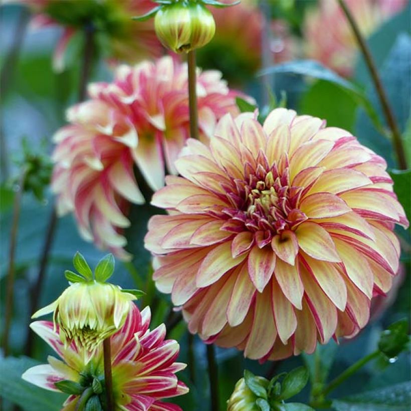 Koristedaalia Irish Pinwheel (Kukinta)