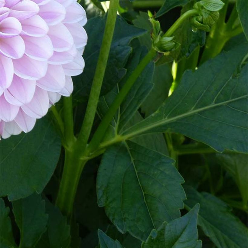 Koristedaalia Pink Silk (Lehvistö)