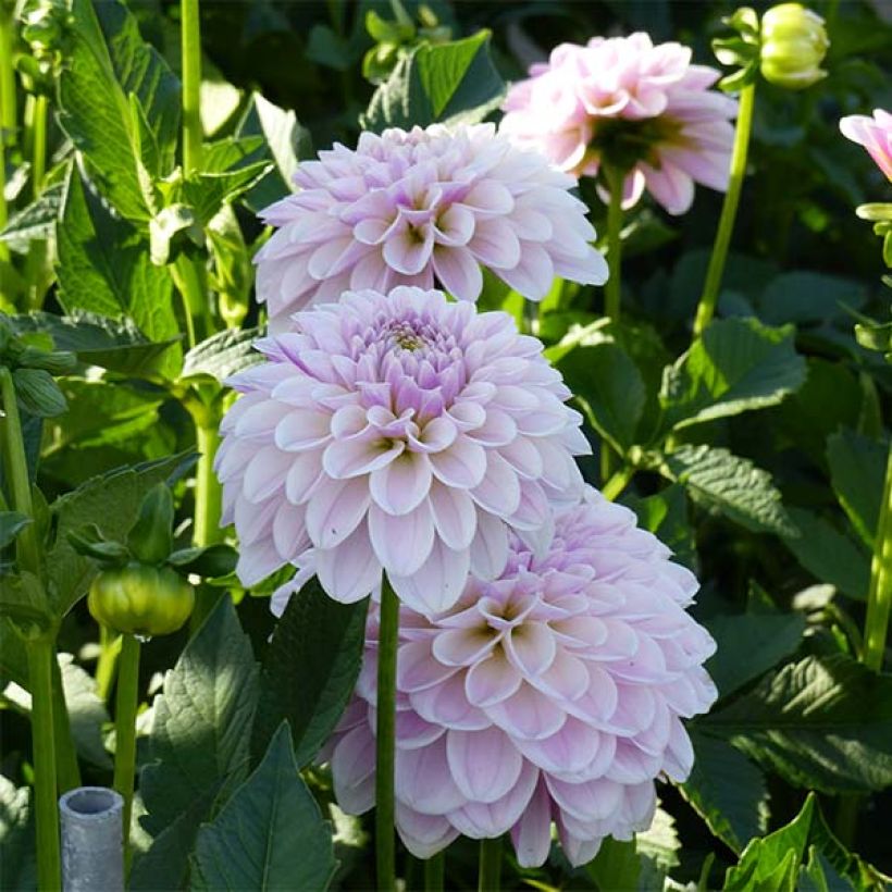 Koristedaalia Pink Silk (Kukinta)