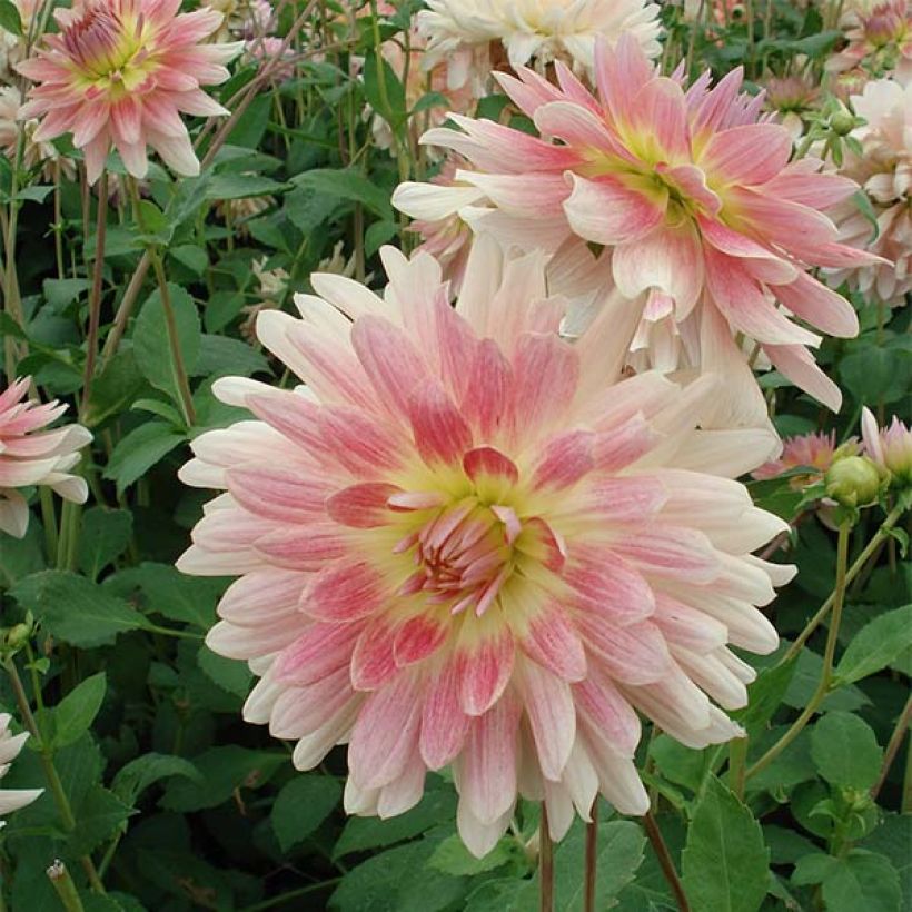 Koristedaalia Sunset Tropical (Kukinta)