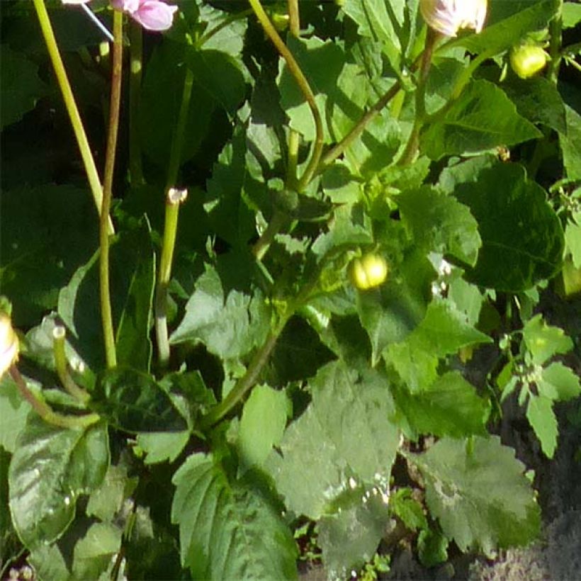 Koristedaalia Sweet Tiamo (Lehvistö)