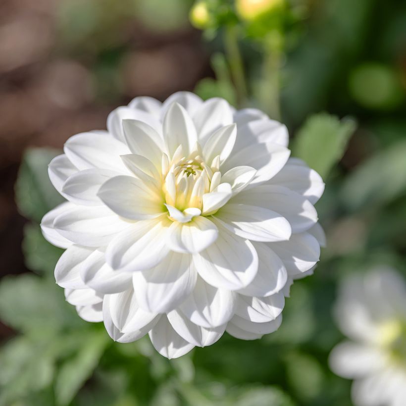 Kameliadaalia White Onesta (Kukinta)