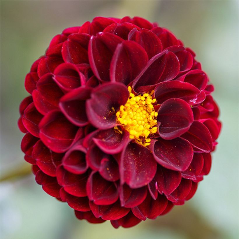 Pallodaalia Downham Royal (Kukinta)