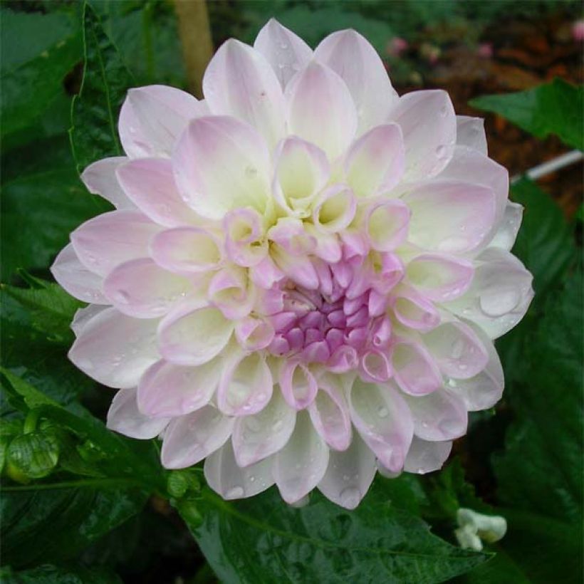 Koristedaalia Evelyne (Kukinta)