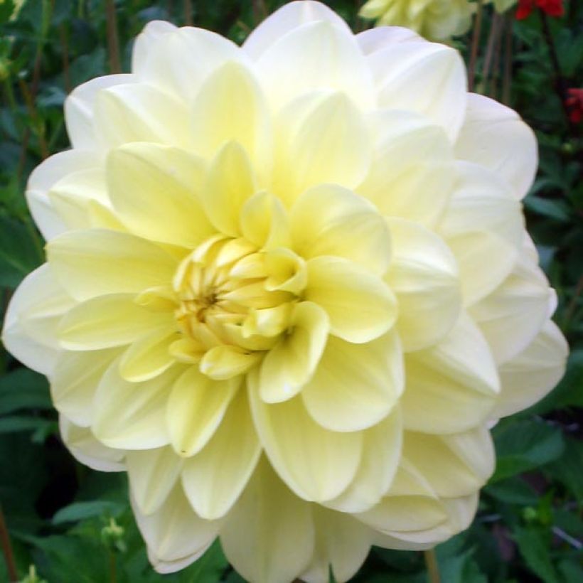 Kameliadaalia Glory of Heemstede (Kukinta)