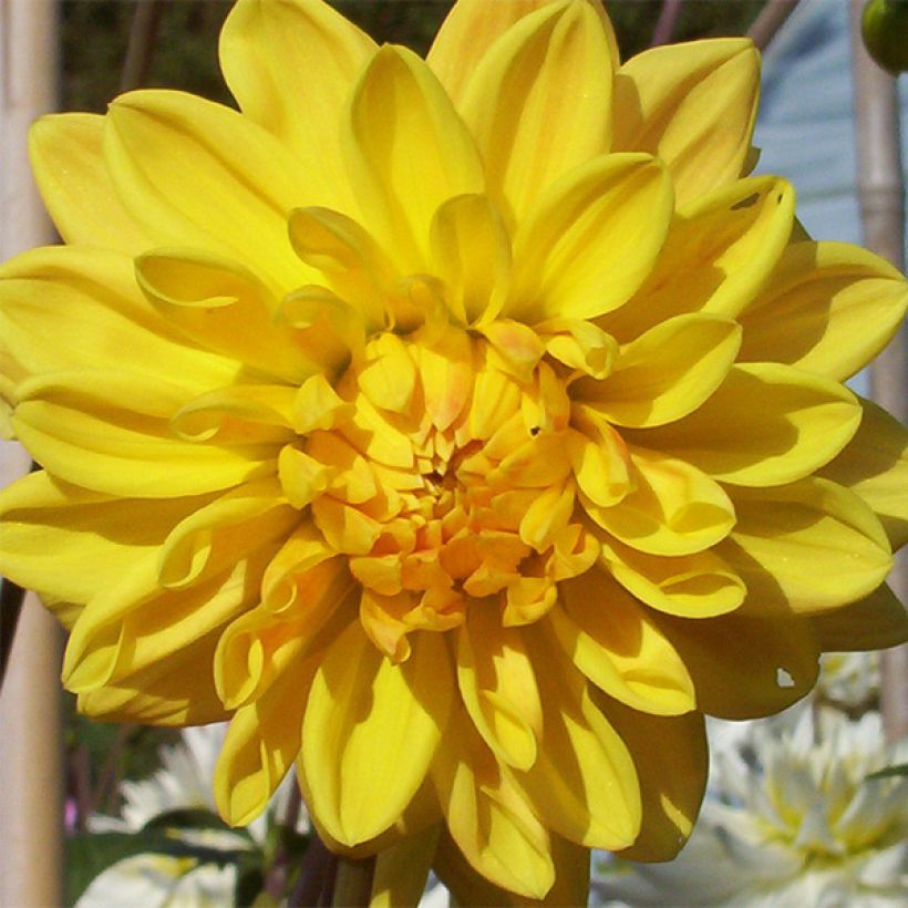 Koristedaalia Golden Emblem (Kukinta)