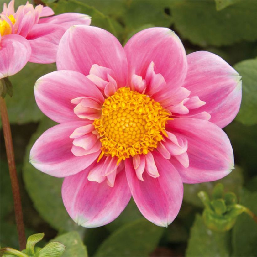 Kaulusdaalia Hartenaas (Kukinta)