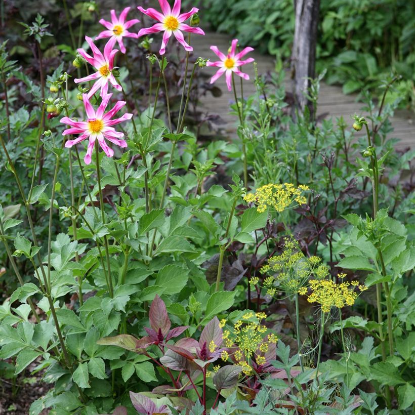 Honka-daalia Pink (Kasvutapa)
