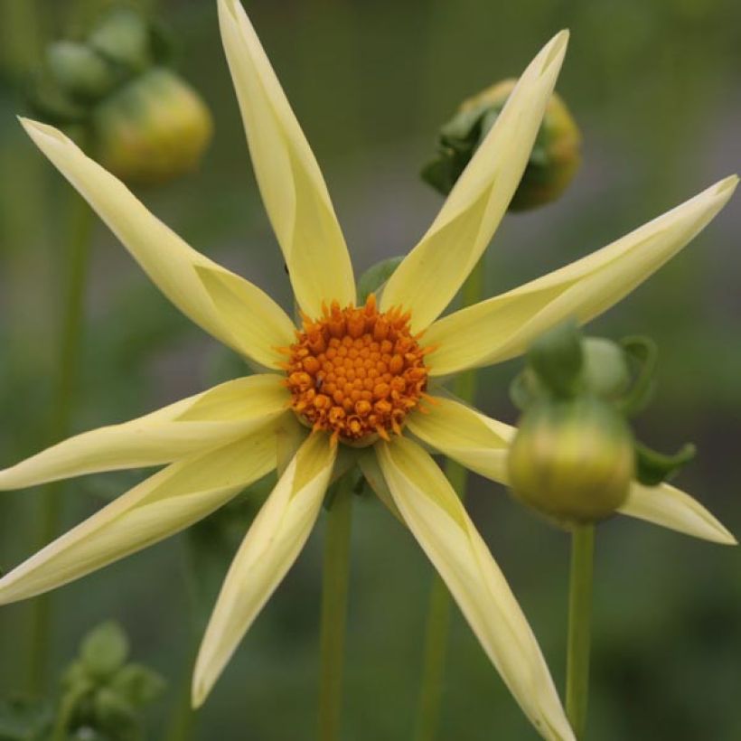 Honka-daalia Yellow (Kukinta)
