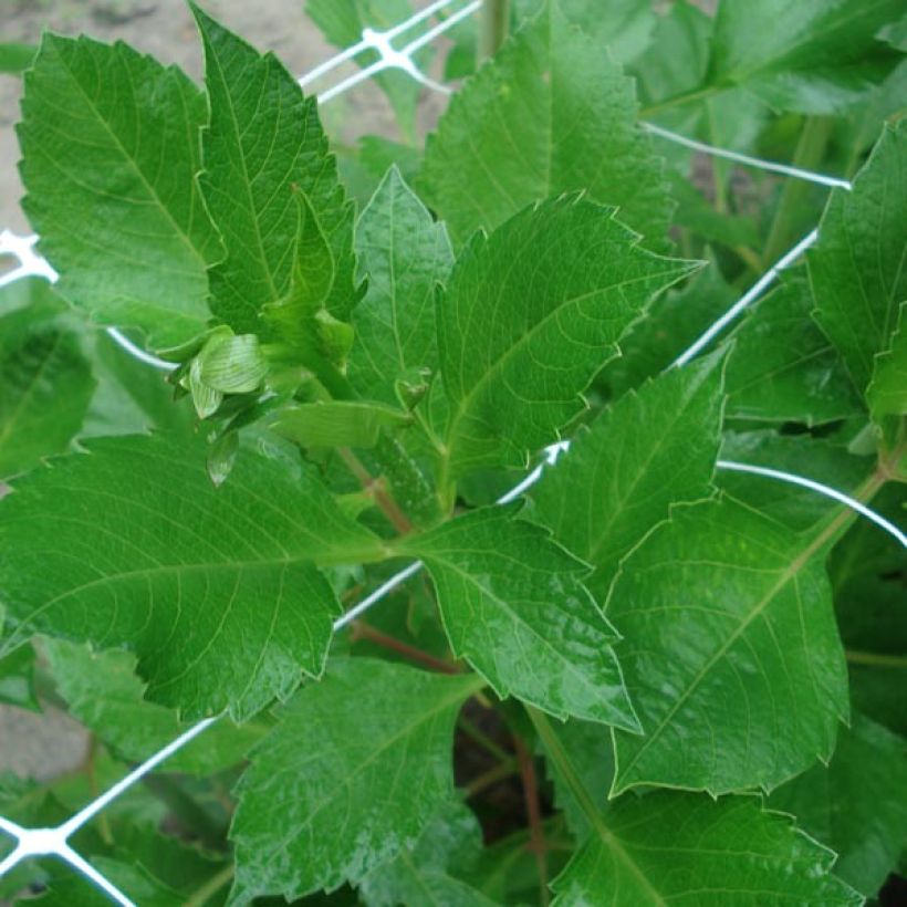 Kaktusdaalia Isadora (Lehvistö)