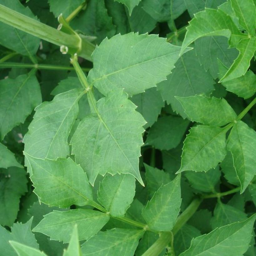 Koristedaalia Klondyke (Lehvistö)