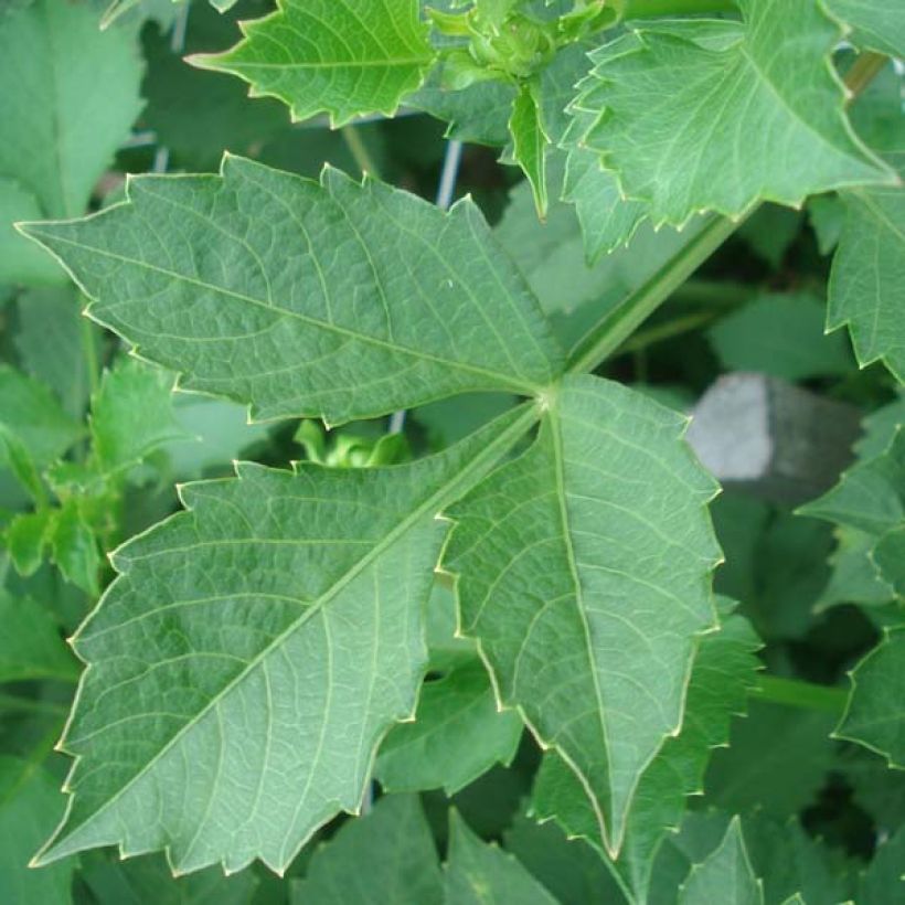 Kaktusdaalia Match (Lehvistö)