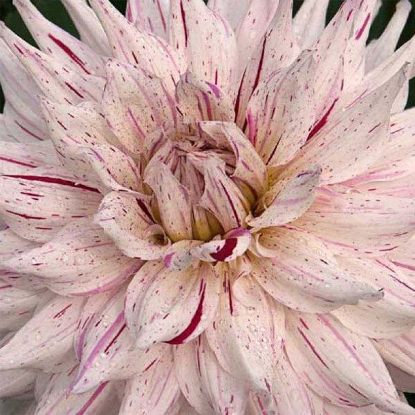 Kaktusdaalia Mick's Peppermint (Kukinta)