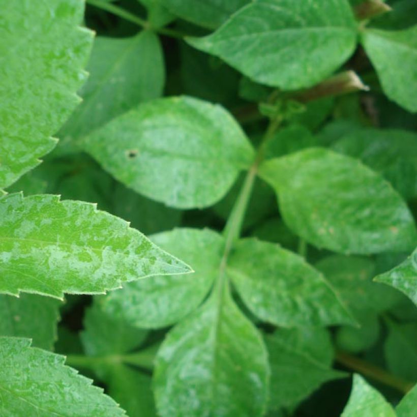 Kameliadaalia Nonette (Lehvistö)