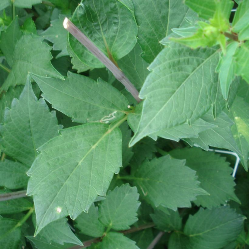 Kameliadaalia Onesta (Lehvistö)